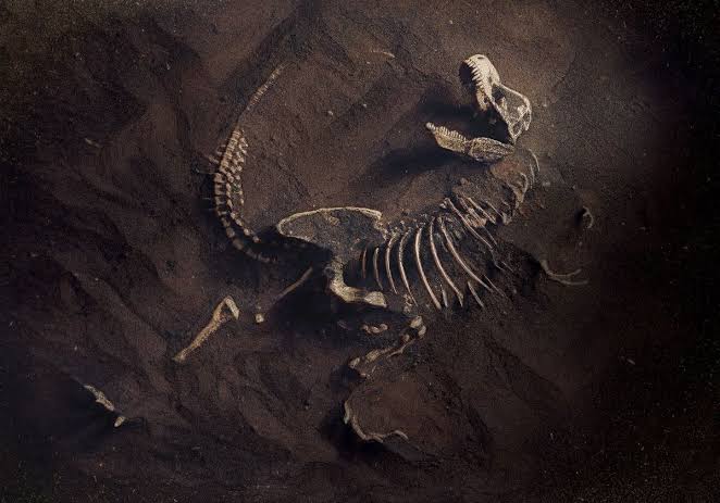 Are We in the Midst of a Sixth Mass Extinction? | The Scientist