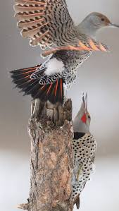 Birds Of North Idaho Northern Flickers Palouse River Idaho Usa Northern Flicker Bird Birds