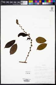 Image result for Bridelia atroviridis