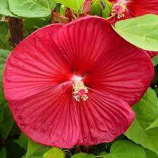 Image result for Hibiscus noldeae