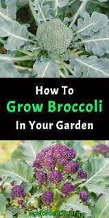 Broccoli grows best where air temperatures range between 45° and 75°f. How To Grow Broccoli In Your Garden Growing Broccoli Gardening For Beginners Gardening Trends