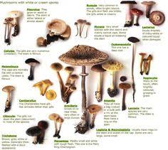 From garden plants for scotland, ken cox & raoul curtis machin. Mushrooms