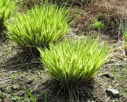 Image result for Moraea carsonii