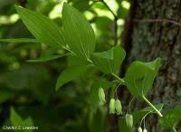 Image result for Feretia aeruginescens