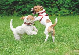 Come calmare un coniglio aggressivo. Basta Cani Aggressivi Quattro Zampe