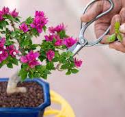 Cultivate a Bougainvillea Bonsai - Phoenix Home & Garden