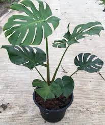 มอนสเตอร่า (monstera) ต้นไม้ใบสวยที่กำลังเป็นกระแสในตอนนี้ วันนี้เราจะพาทุกคนไปทำความรู้จักต้นมอนสเตอร่าให้มากขึ้น พร้อมวิธีปลูกและการดูแล à¸¡à¸­à¸™à¸ªà¹€à¸•à¸­à¸£ à¸² à¹„à¸ˆà¹à¸­à¸™à¸— à¹„à¸¡ à¸à¸£à¸°à¸–à¸²à¸‡ à¸ªà¸§à¸™à¸žà¸¤à¸à¸©à¸²à¸ªà¸¢à¸²à¸¡ Inspired By Lnwshop Com