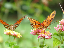 A little additional research might produce the finest results when seeking the most appropriate plants for your butterfly garden depending on the kind of butterflies you most intend to. Butterfly Gardens Flowers And Plants That Attract Butterflies