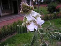 Image result for Tephrosia vogelii
