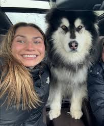 Any dog walkers in alva for a friend