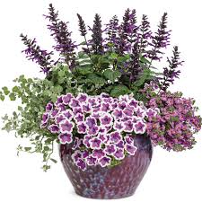 Image result for Jamesbrittenia