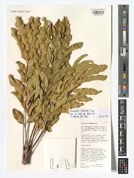 Image result for Deinbollia kilimandscharica