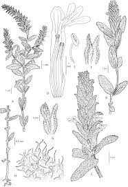 Image result for Striga chrysantha