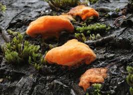 Image result for Pycnobotrya