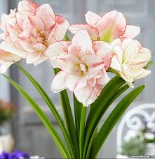 Find pictures of over 1,000 flowers with names on my pinterest board. 100 Different Types Of Flowers And Their Names Home And Gardens
