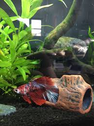 betta fish, betta fish care