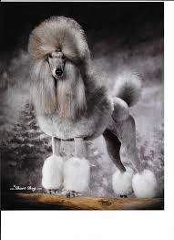 Beautiful Standard Poodle Puppies Lacylanepoodles Com Show Photos Results Poodle Dog Poodle Puppy Poodle Puppy Standard