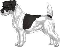 How much more than 51% white is a matter of preference and genetics. Jack Russell Terrier Color Genetics