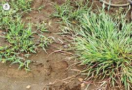 Image result for Urochloa panicoides