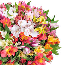 With blooms that can last up to two weeks and a color palette almost as wide as the spectrum itself, it is easy to see why. Inkalilien Alstroemeria Im Angebot Bis Zu 400 Bluten Blumeideal De