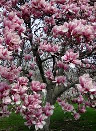 Check spelling or type a new query. Magnolia Tree My Dream To Have One Of These In My Yard Magnolia Tree Landscaping Jane Magnolia Tree Flowering Trees