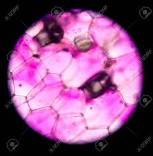 These strengths in basic research complement applied research programs that use the traditional tools of plant science and the new technologies of genomics to meet the evolving needs of. Real Photo Of Plant Cells And Stoma Pink Plants Cells Stock Photo Picture And Royalty Free Image Image 46010151