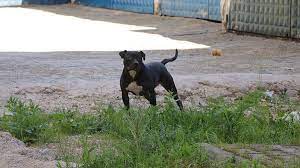 siddet egilimli sahipleri pitbull u vahsilestiriyor