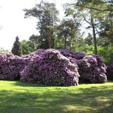 Rhododendron Catawbiense Grandiflorum Rhododendron Outdoor Decor Outdoor