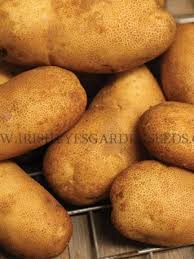 Ozette potatoes are fingerling potatoes, about 3 inches (7.5 cm) long by 2 inches (5 cm) wide. Og Makah Ozette Fingerling Irish Eyes