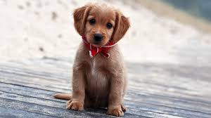 Cuteness is linked to nurturing instincts. 20 Cutest Puppies That Will Melt Your Heart Barking Royalty