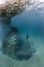 Imagenes De Peces En El Mar En Movimiento Jpg 360 540 Underwater World Underwater Photography Nature Photography