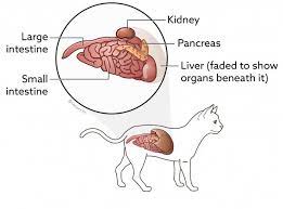 Most pancreatic cancers occur in the part of the. Testing For Pancreatic Disease Vca Animal Hospital