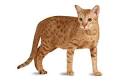 OCICAT Cat Breed | Characteristic & Fact