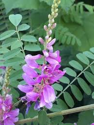 Image result for Indigofera erythrogramma