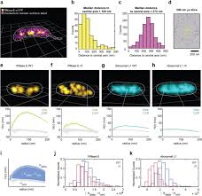 Check spelling or type a new query. Spatial Organization And Dynamics Of Rnase E And Ribosomes In Caulobacter Crescentus Biorxiv