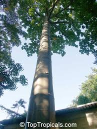 Image result for Pearsonia cajanifolia