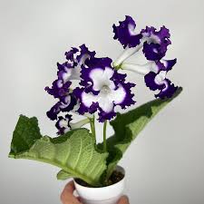 Image result for Streptocarpus