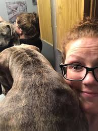 Pitbulls being silly and adorable creatures