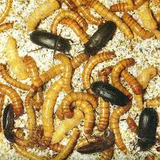 Ver De Farine Evolution Forum Agames Pogona Physignatus Nimo