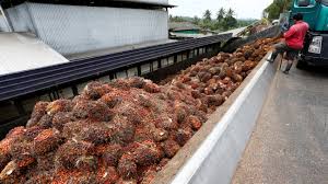 Shop for make p:rem with yesstyle! Malaysia And Indonesia To Take Eu Palm Oil Ban To Wto Nikkei Asia