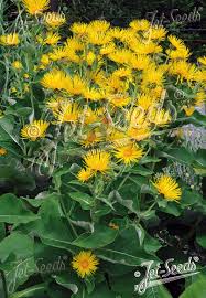 Image result for Inula mannii