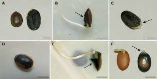 Image result for Acacia pilispina