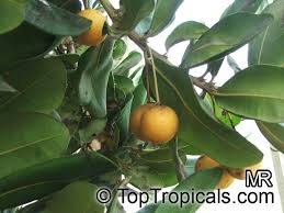 Image result for Manilkara obovata