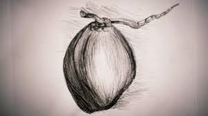 Interested versions do not necessarily have to invest about the shades or cleans, which is virtually essential with other forms regarding artwork. How To Draw A Fruit Coconut With Pencil Shading Youtube