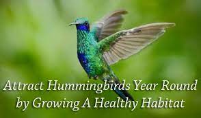 How to attract hummingbirds to your garden year round. Attract Hummingbirds Year Round By Growing A Healthy Habitat Green Thumb Nursery