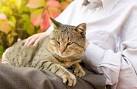 Best Cat Breeds For Pets | Therapy Pet
