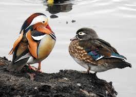 Country of origin they are closely related to the mandarin duck. Mandarin Duck And Wood Duck Birdwatching