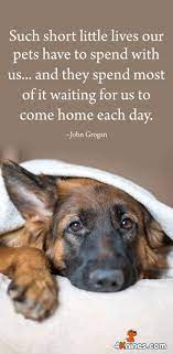 Tripadvisor has 201,690 reviews of albuquerque hotels, attractions, and restaurants making it your best albuquerque resource. They Will Always Wait For Us Dog Quotes Dogs German Shepherd Dogs