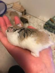 Hypoparathyroidism is a reduced activity of the parathyroid hormone (pth), and this can lead to low calcium and high phosphorus in the blood. Is My Hamster S Leg Broken Or Dislocated Her Leg Looks Really Wonky Does Anyone Have Experience Handling A Hamster With A Broken Leg Omw To The Vet Rn Btw Hamsters