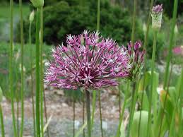 Favorite Purple Flowered Bulbs Pacific Bulb Society